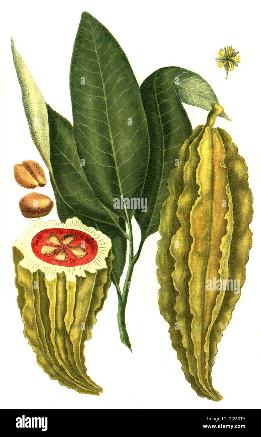 Frucht des Kakaobaum, Theobroma cacao  /  Theobroma cacao, cacao tree and the cocoa tree, Digital retuschierte Illustration aus Phytanthoza iconographica von Johann Wilhelm Weinmann, Maler Bartholomäus Seutter und Kupferstecher Johann Jakob Haid und Johann Elias Ridinger, 1740  /  Digitally retouched illustration from Phytanthoza iconographica by Johann Wilhelm Weinmann, painter Bartholomäus Seutter and engravers Johann Jakob Haid and Johann Elias Ridinger, 1740 Stock Photo