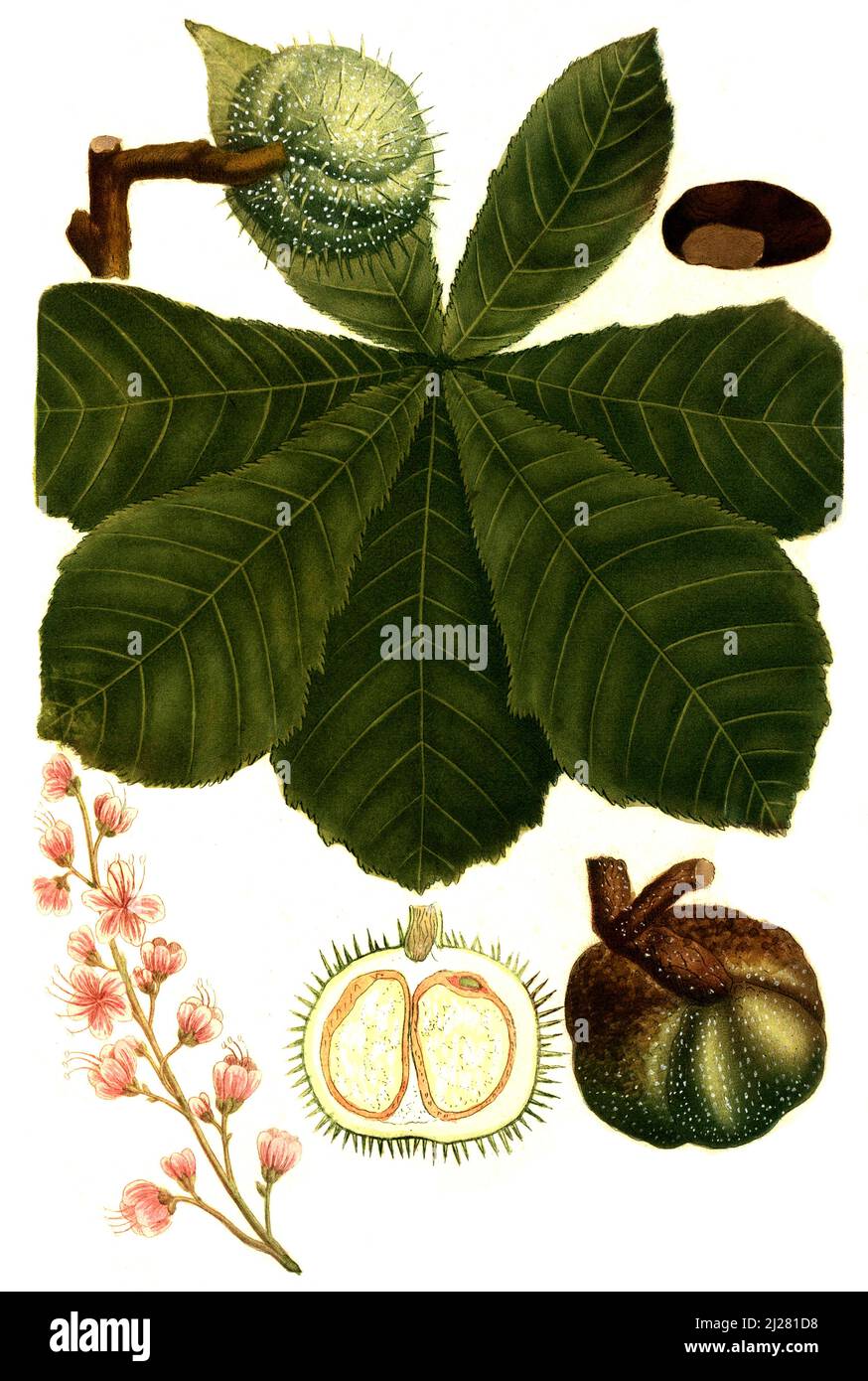 Gewöhnliche Rosskastanie, Aesculus hippocastanum, Digital retuschierte Illustration aus Phytanthoza iconographica von Johann Wilhelm Weinmann, Maler Bartholomäus Seutter und Kupferstecher Johann Jakob Haid und Johann Elias Ridinger, 1740  /  Digitally retouched illustration from Phytanthoza iconographica by Johann Wilhelm Weinmann, painter Bartholomäus Seutter and engravers Johann Jakob Haid and Johann Elias Ridinger, 1740 Stock Photo