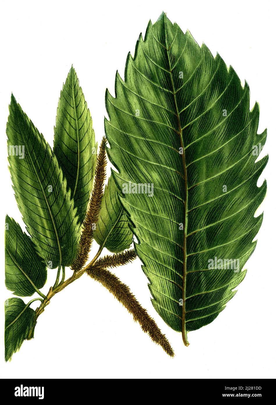 Castanea sativa, Edelkastanie oder Esskastanie und Castanea vulgaris ...