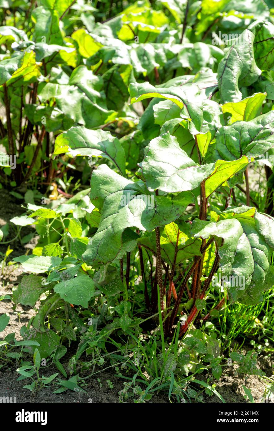 Organic vegetable garden in sunny summer day. Vegetables, beetroots, red beet in backyard garden. Eco friendly gardening, organic healthy food. Stock Photo