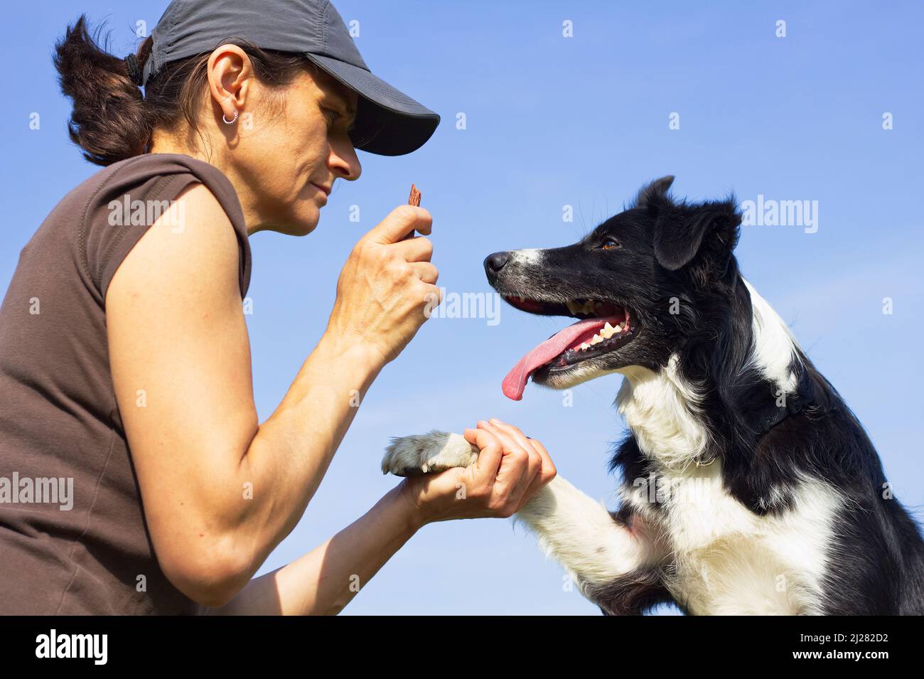 Owner commands her dog, border collie in training. Woman holding dog
