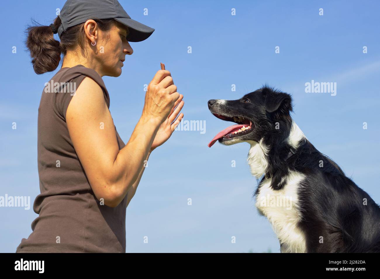 Owner commands her dog, border collie in training. Woman holding dog