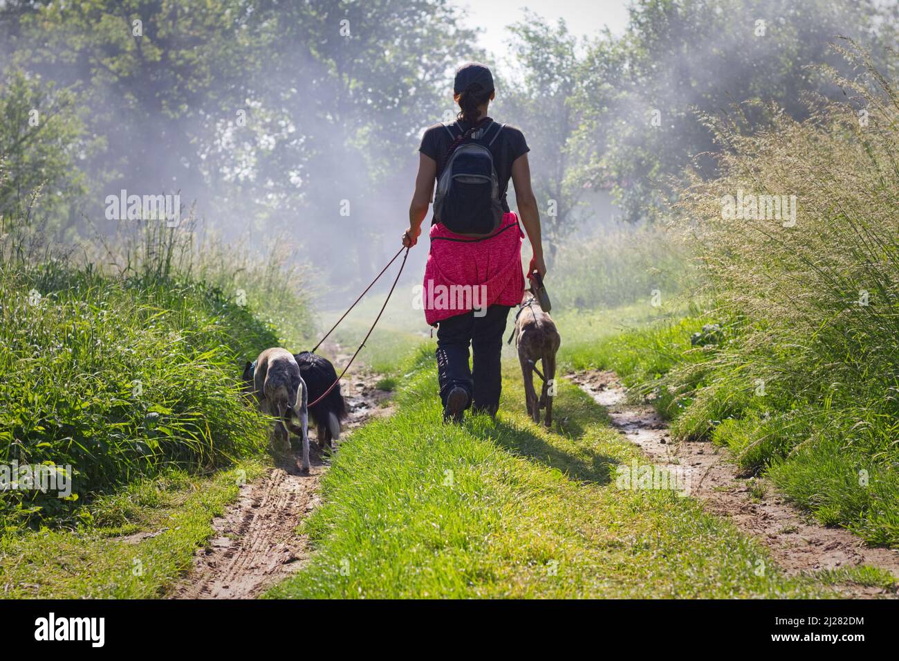 Owner on a walk with her dogs. Woman is walking with her dog pack in nature Stock Photo Alamy