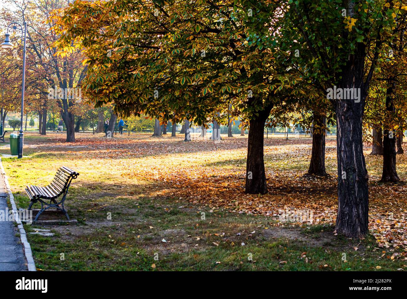 Autumn in a park. Autumn scenery with brown leaves Stock Photo - Alamy