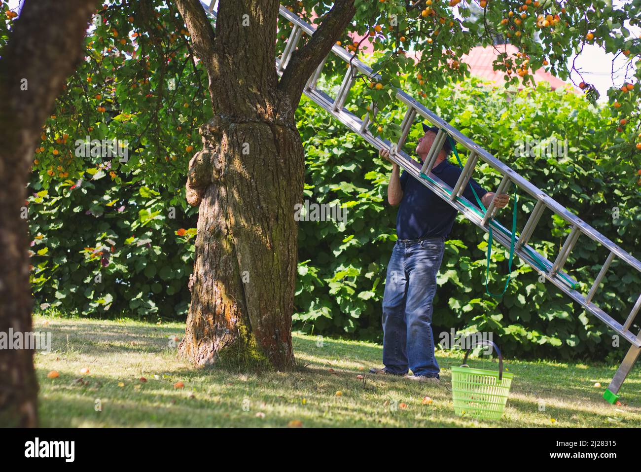 Man with aluminum ladder during harvest season at organic farm. Farmer in his organic farm. Stock Photo