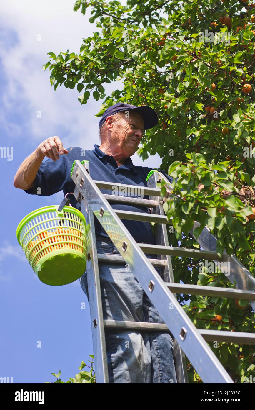 Senior gardener is harvesting ripe apricots from apricot tree. Farmer at aluminum ladder in his orchard. Harvest season at organic farm Stock Photo