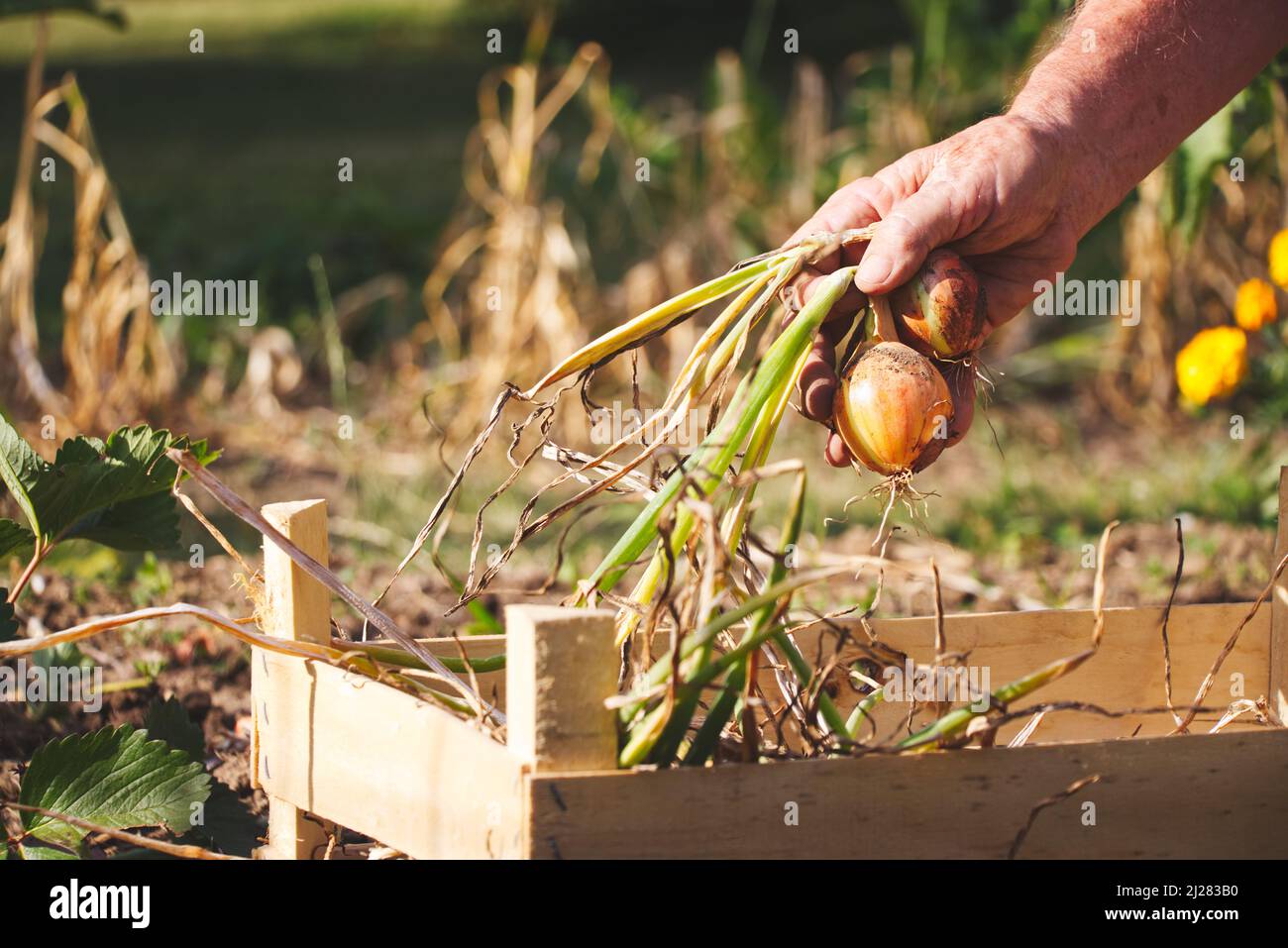 Senior farmer harvesting onions in organic garden. Old gardener holding harvested onion in his hands and putting them to wooden crate Stock Photo