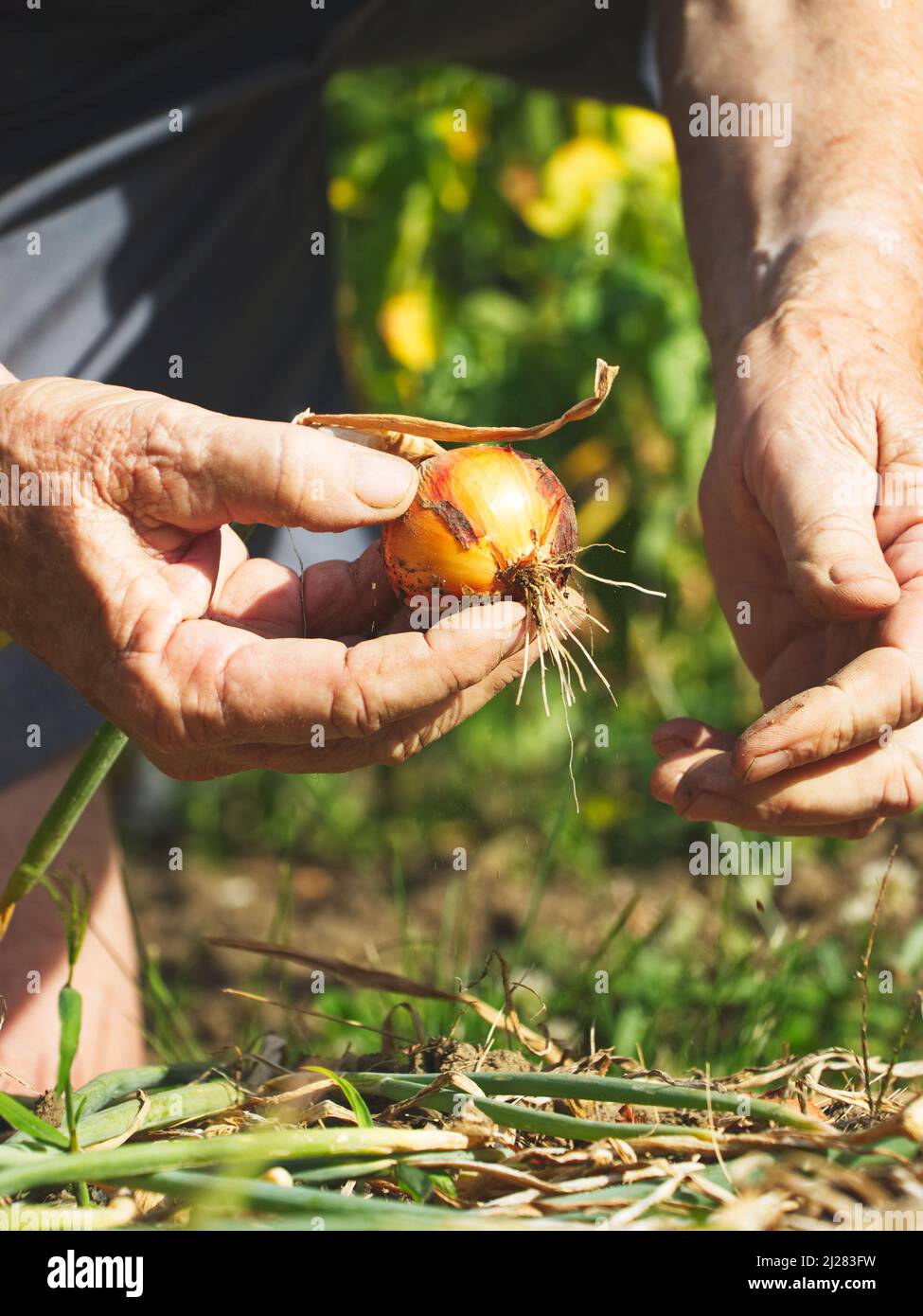 Old farmer holding onion hi-res stock photography and images - Alamy