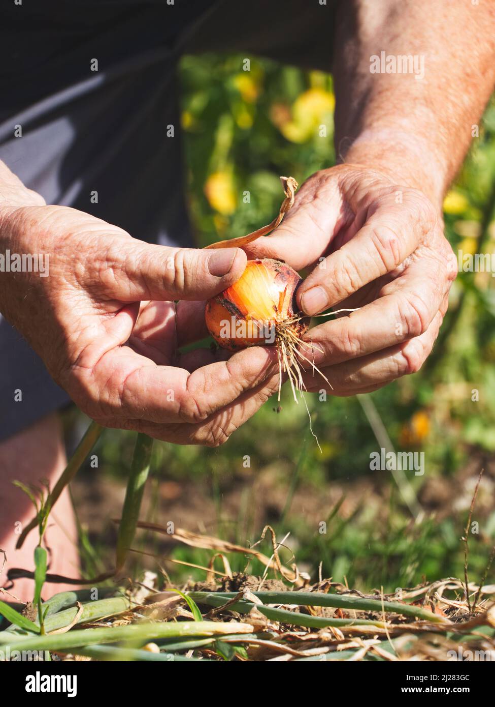 Senior farmer harvesting onions in organic garden. Old gardener holding