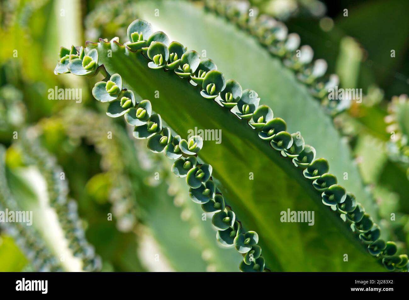 Devil’s backbone, Mother of thousands, Alligator plant, or Mexican hat plant (Bryophyllum daigremontianum) Stock Photo