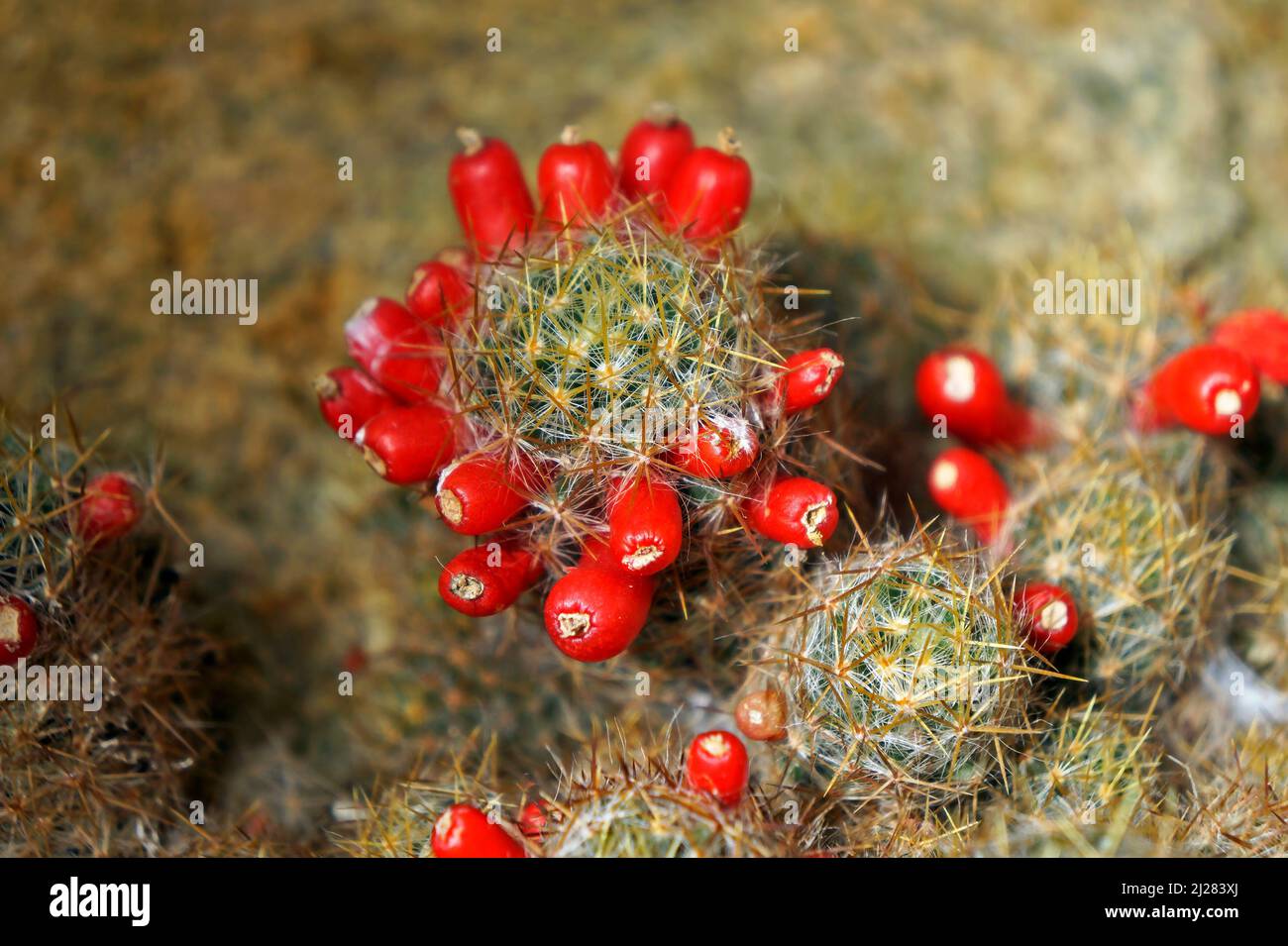 Texas nipple cactus fruits (Mammillaria prolifera) Stock Photo