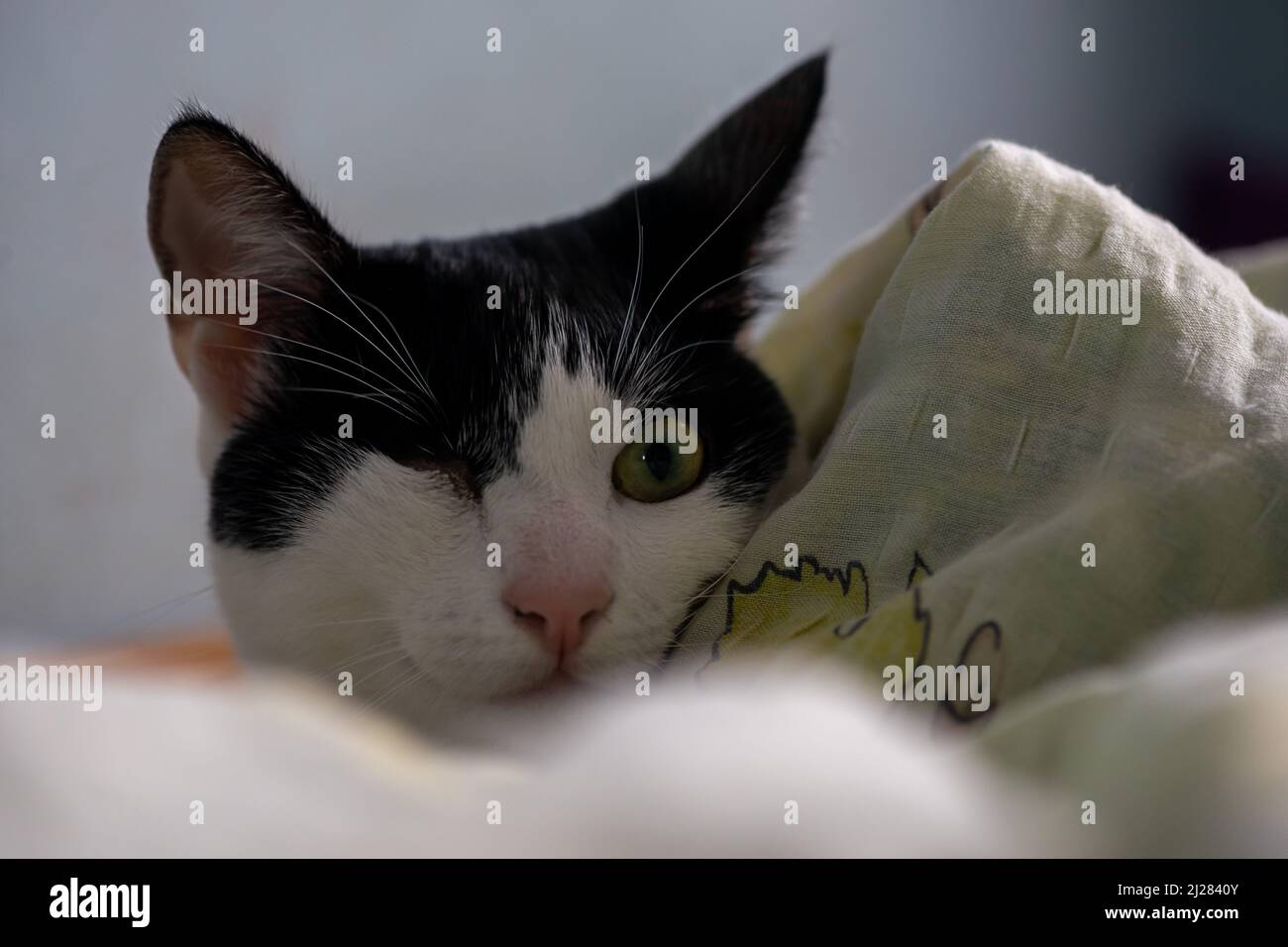 Cat sitting in a bed and hiding in the sheets Stock Photo Alamy