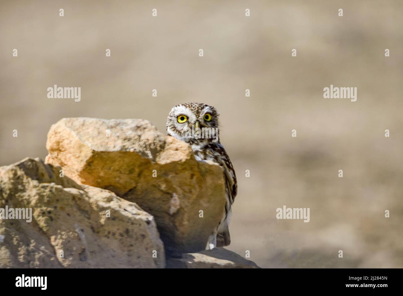 Athene noctua - The little owl or little owl is a strigiform bird of the Strigidae family. Stock Photo