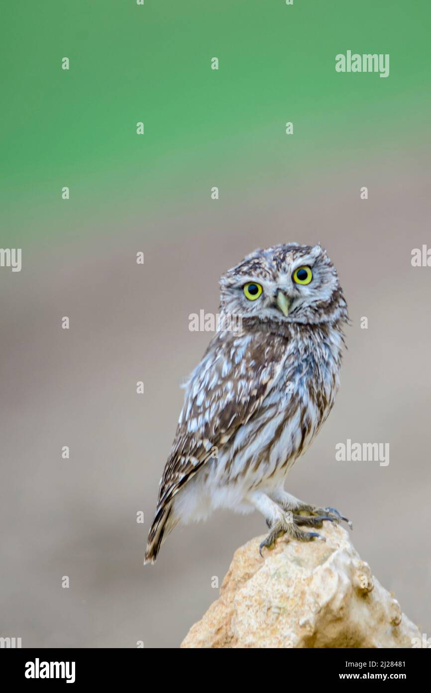 Athene noctua - The little owl or little owl is a strigiform bird of the Strigidae family. Stock Photo