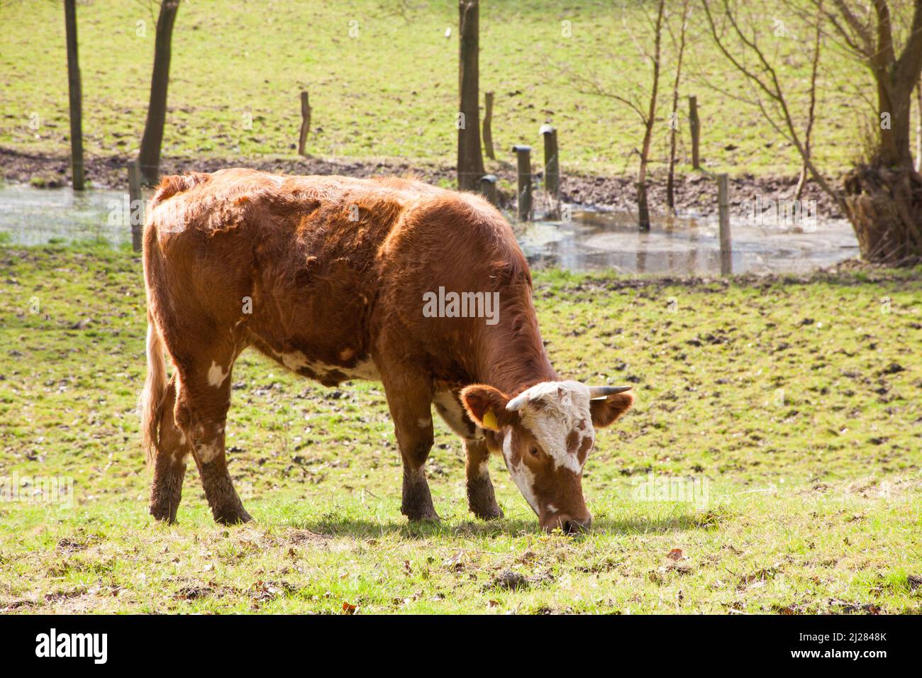 A scenic view of a brown cow grazing grass in a meadow in a rural area ...