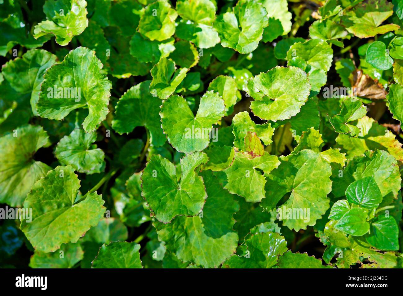Gotu Kola or Asiatic pennywort leaves (Centella asiatica) on garden Stock Photo