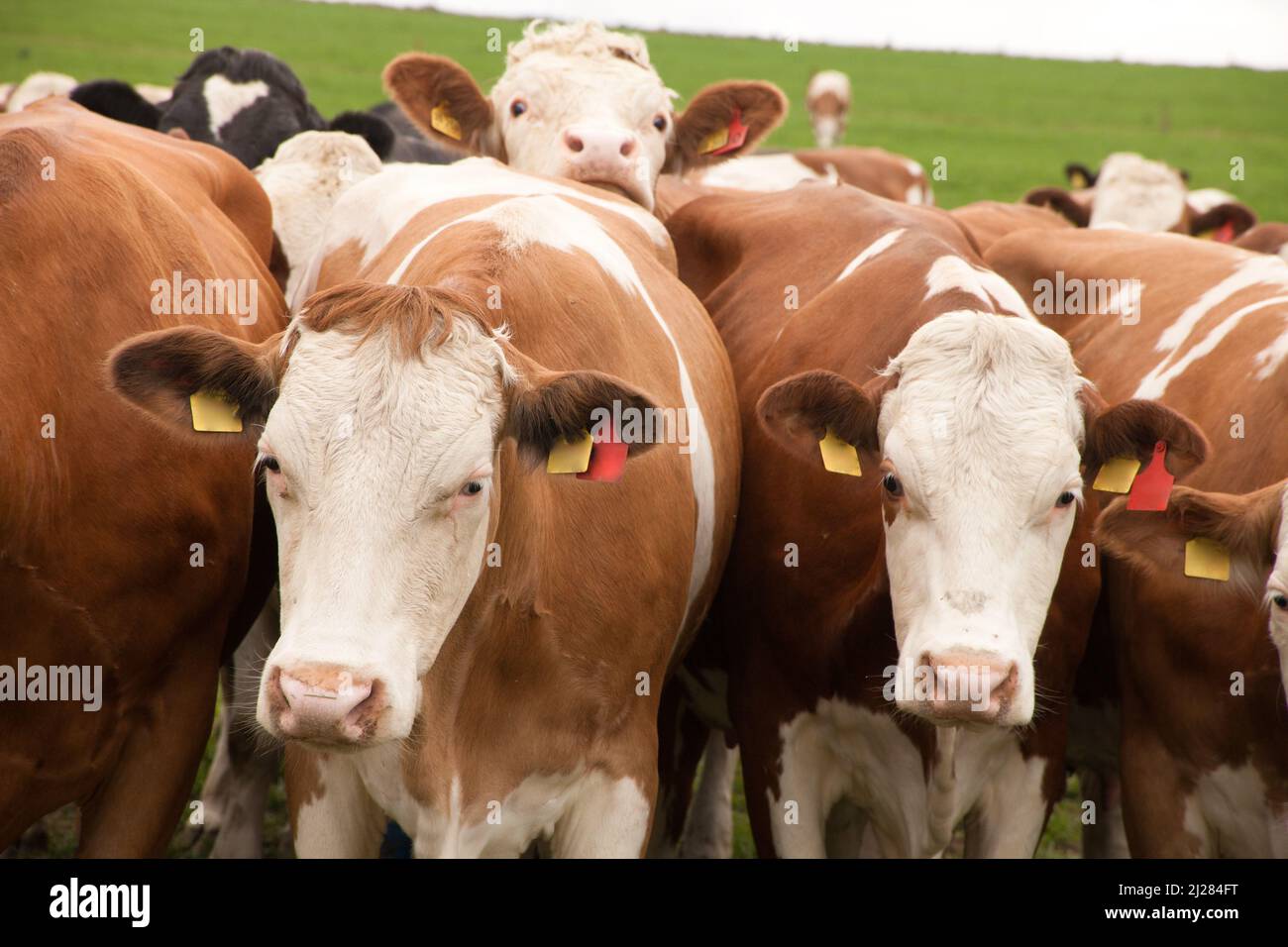 A flock of cows in a meadow in a rural area Stock Photo Alamy