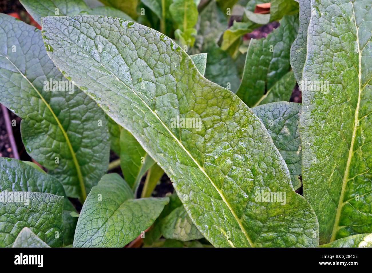 Tuberous comfrey leaf (Symphytum tuberosum) on garden Stock Photo