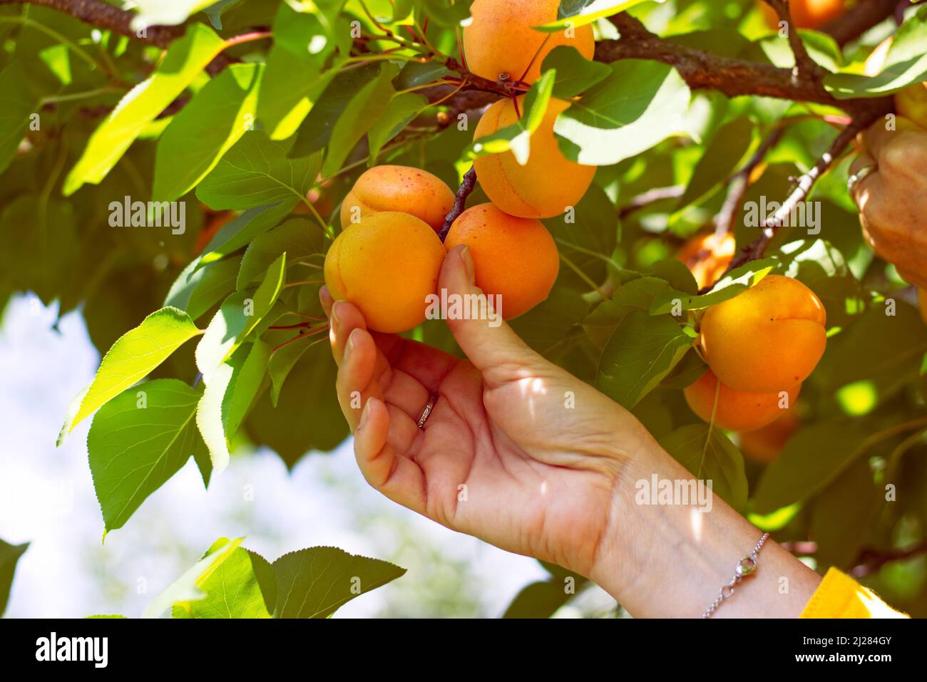 Prunus armeniaca apricot. абрикос фарбели. абрикос фракция. абрикос обыкновенный prunus armeníaca дерево. написать о абрикосе.