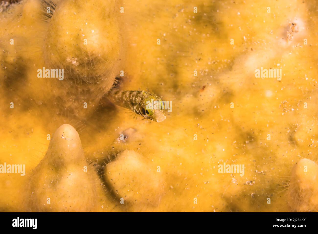 Close Up, Macro with Secretary Blenny in the coral reef of the Caribbean Sea, Curacao Stock Photo