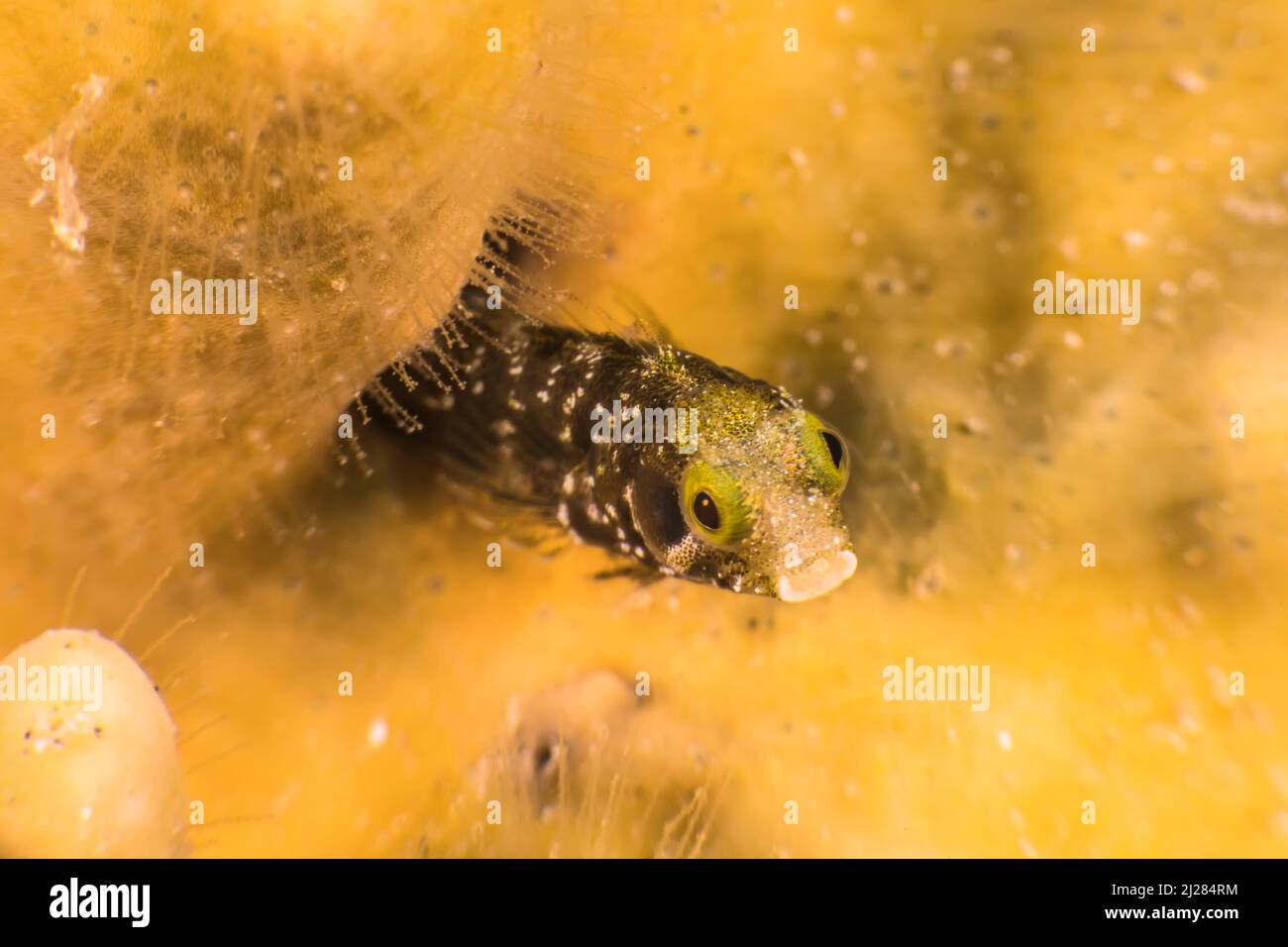 Close Up, Macro with Secretary Blenny in the coral reef of the Caribbean Sea, Curacao Stock Photo