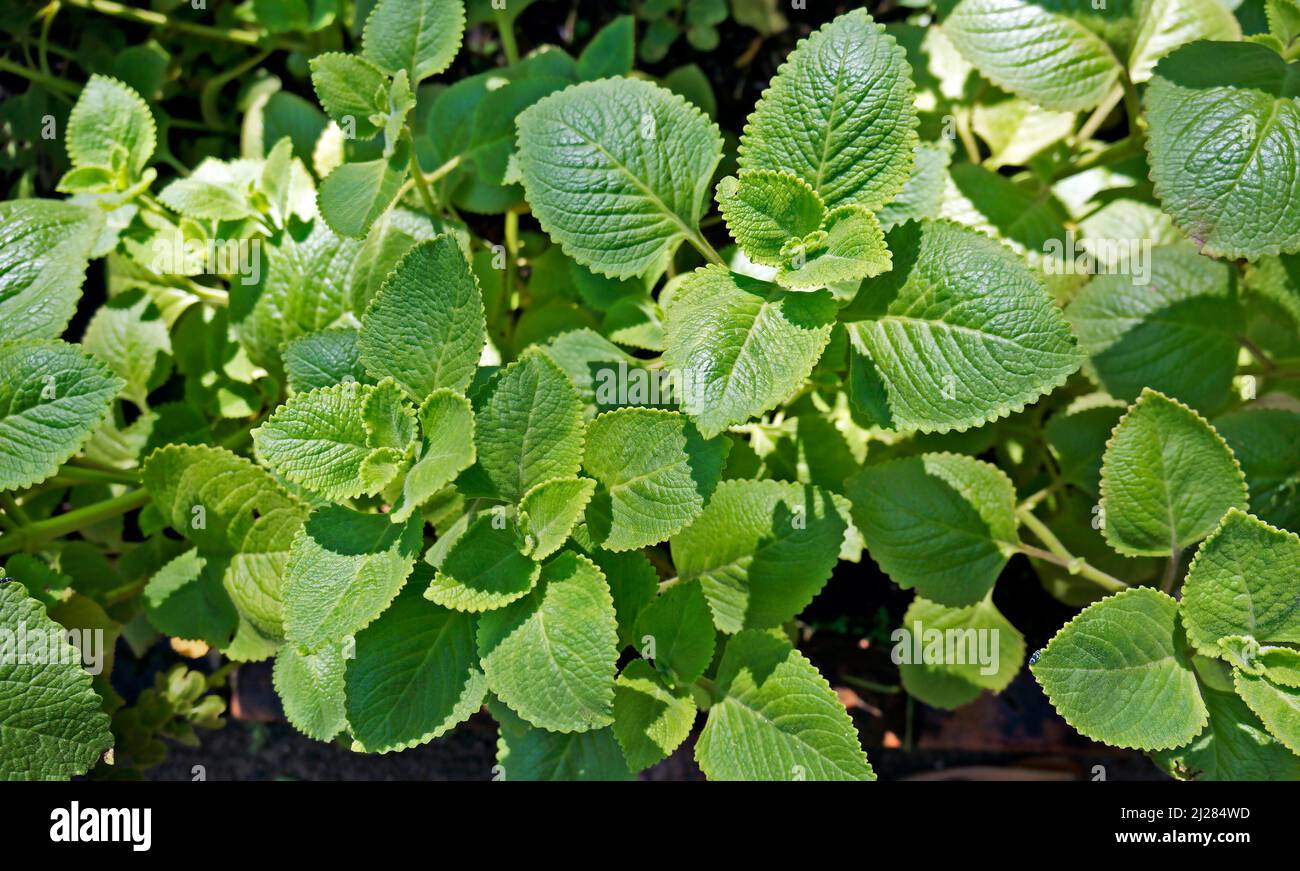 Cuban Oregano, Indian borage, Indian mint, Mexican mint, Mexican oregano or Spanish thyme (Plectranthus amboinicus). Medicinal herb. Stock Photo