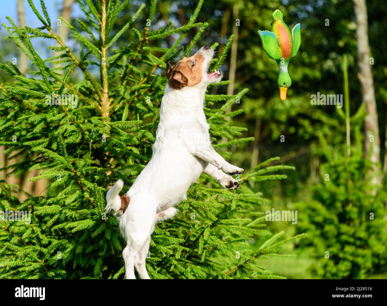 Dog jumping to catch flying toy duck Stock Photo
