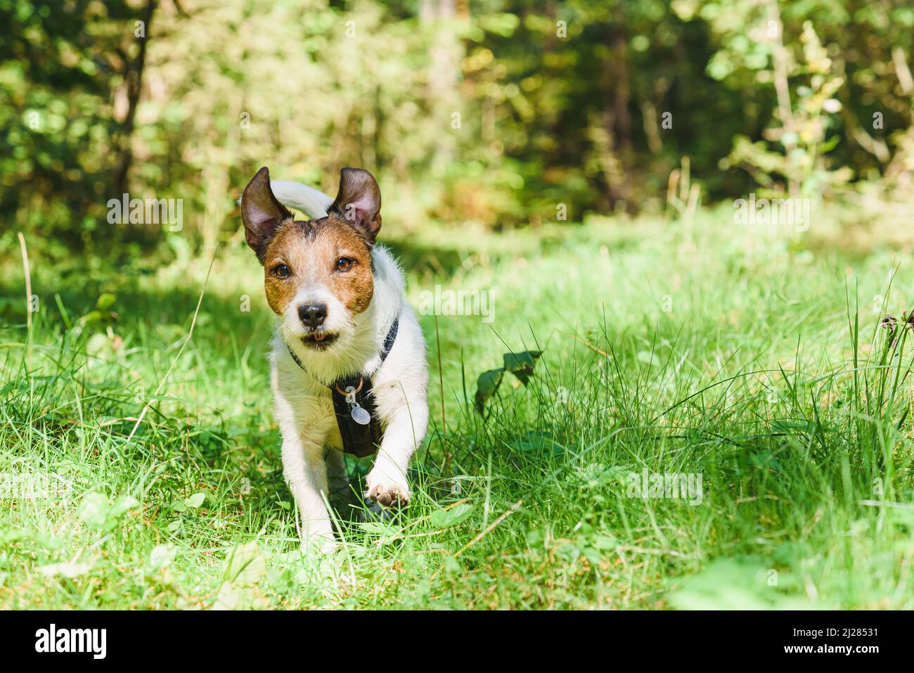 Dog running on nature trail for hikers during vacation trip in wild nature Stock Photo