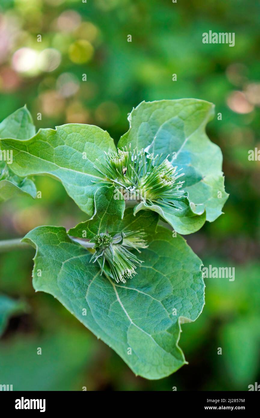 Greater burdock or edible burdock buds (Arctium lappa) Stock Photo