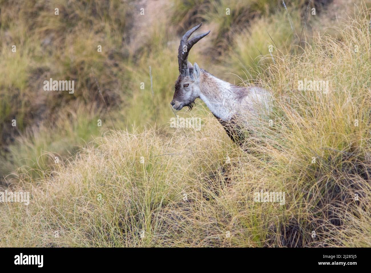 The mountain goat or Iberian ibex is one of the species of bovidae of the genus Capra Stock Photo