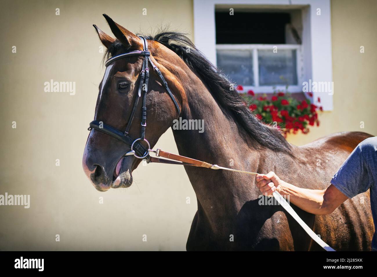 Brown horse and stable, leading a horse on show Stock Photo Alamy