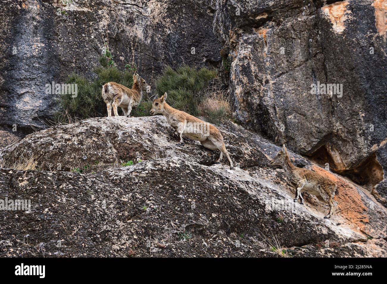 The mountain goat or Iberian ibex is one of the species of bovidae of the genus Capra Stock Photo