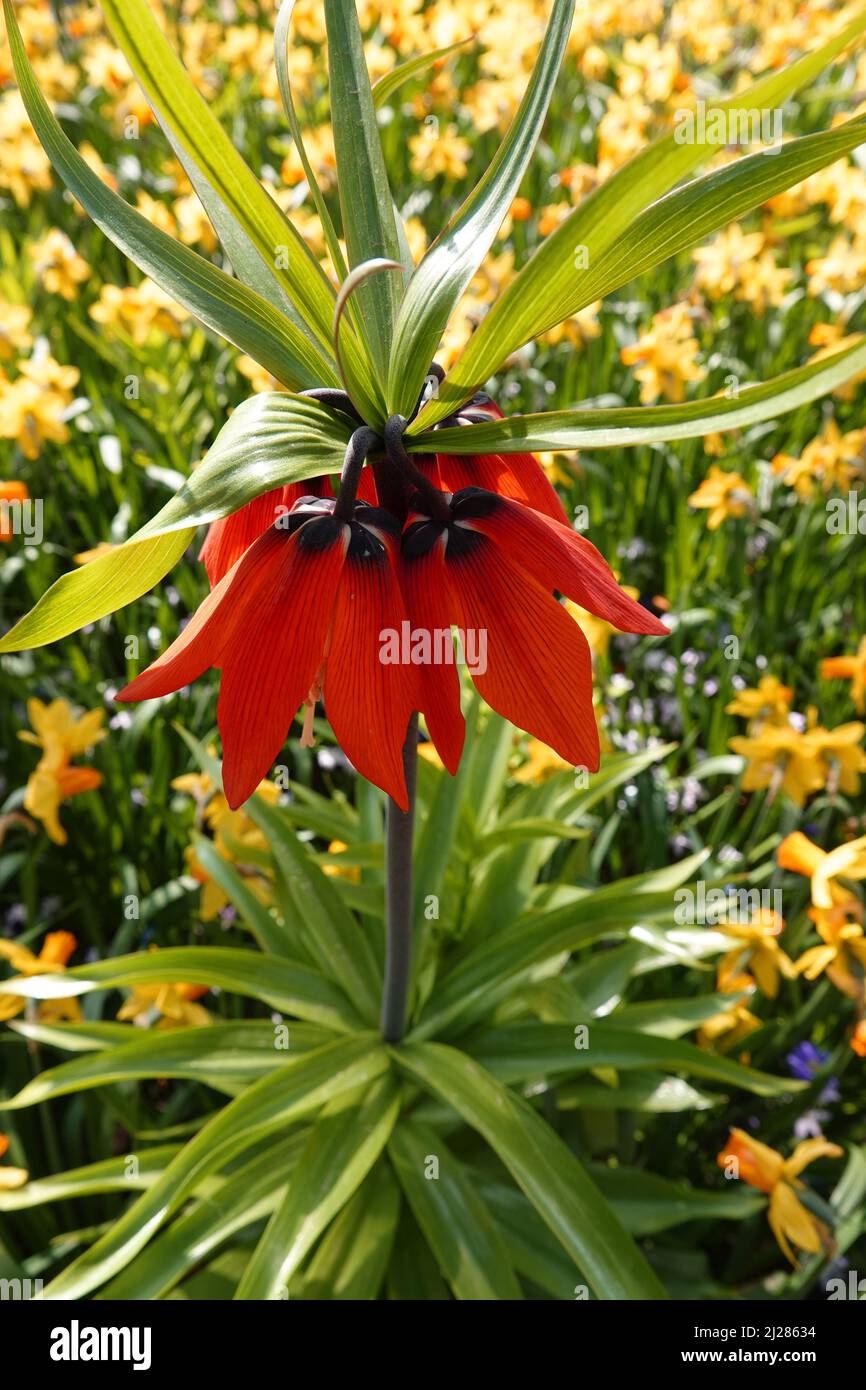 Orange Fritillaria imperialis flowers. Common names of this plant are crown imperial, imperial fritillary or Kaiser's crown. Stock Photo