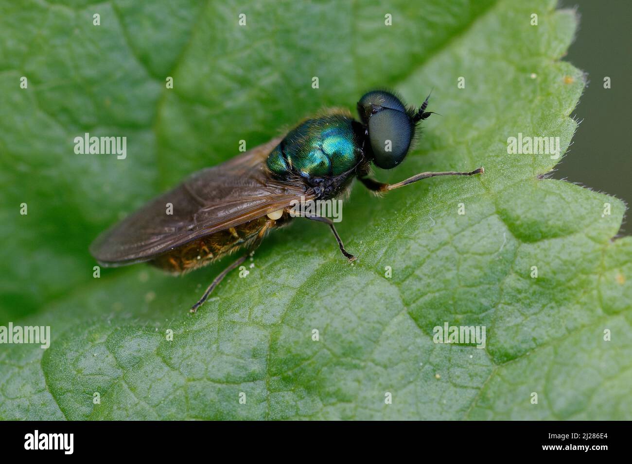 Soldier fly (Chloromyia formosa) on a leaf Stock Photo