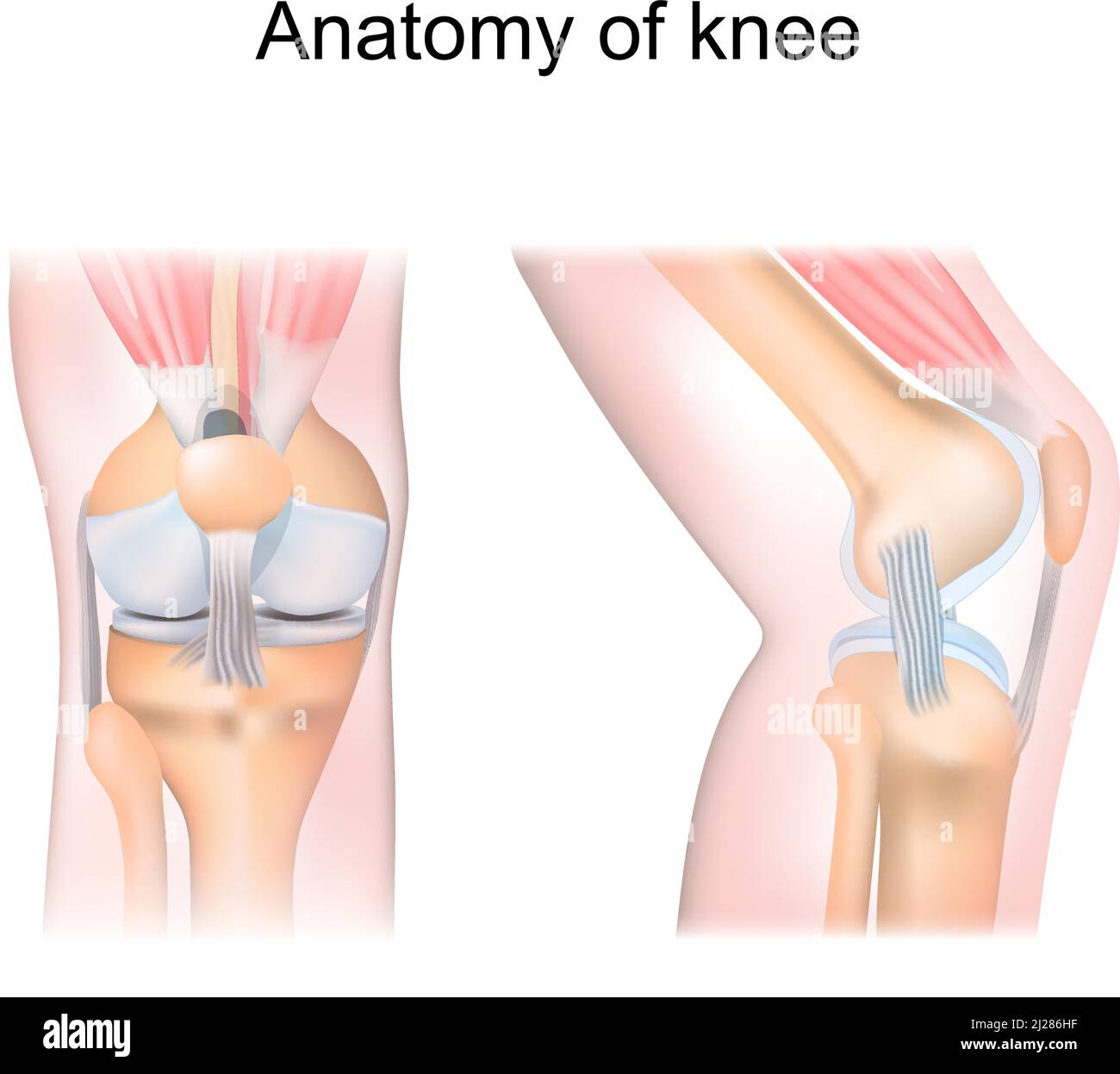 knee anatomy. side and front view. Cross section of the joint showing the main parts: femur, fibula, articular capsule, menisci, muscles and ligaments Stock Vector