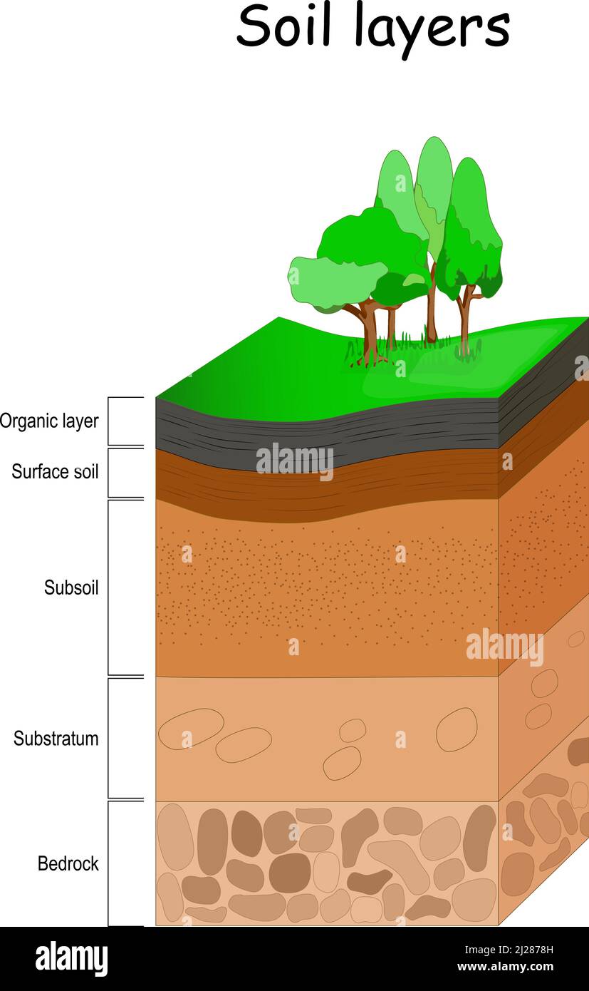 Soil layers. Structure of soil. Vector diagram. Earth Geology infographics. Stock Vector