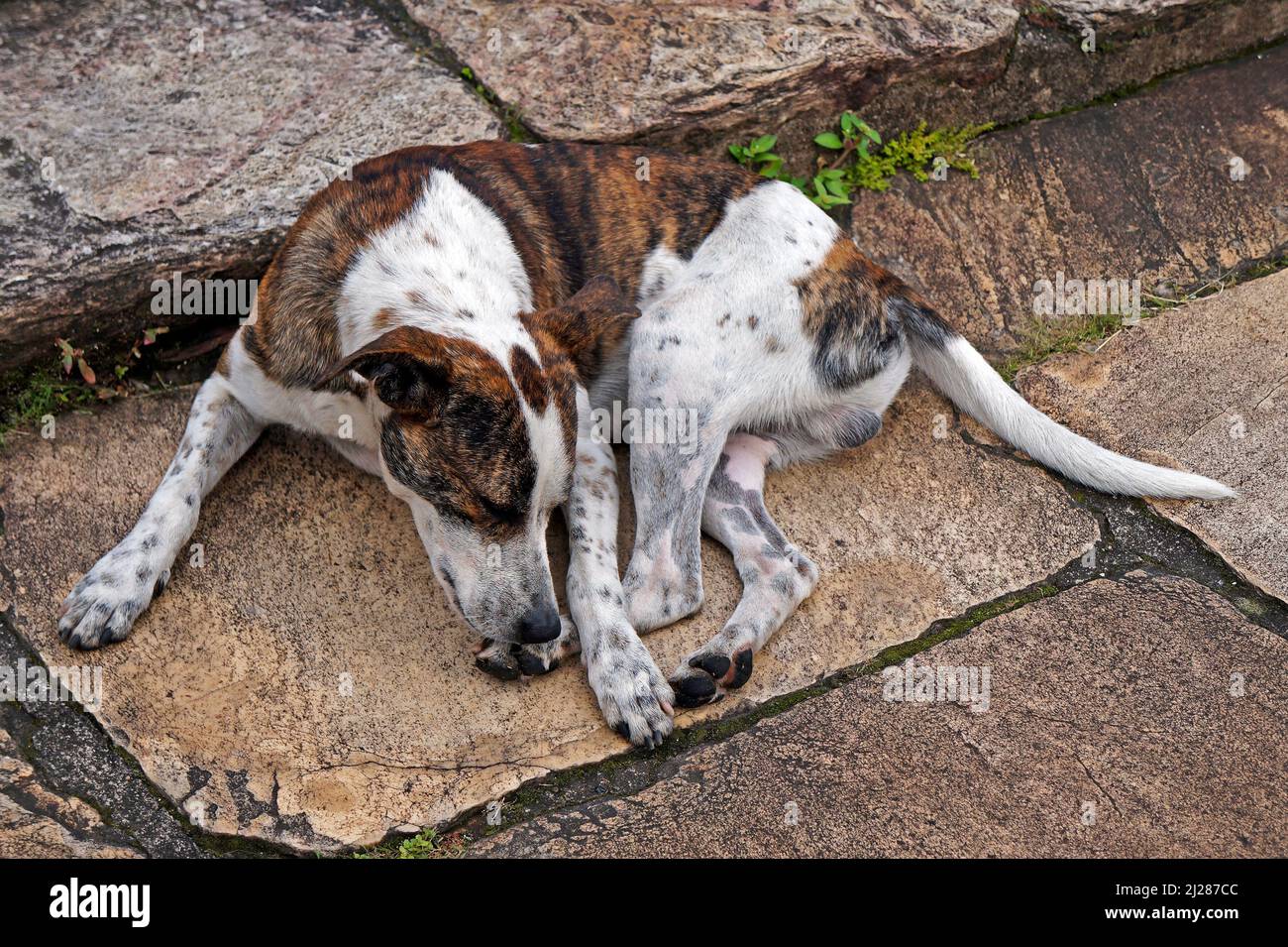 Mutt dog on stone staircase, Ouro Preto, Brazil Stock Photo