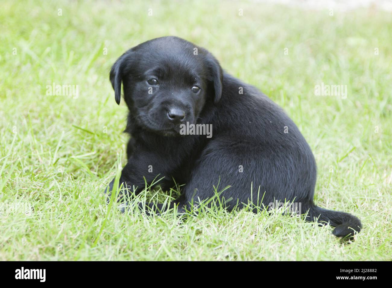 The black Labrador puppy playing outdoors in the park Stock Photo Alamy