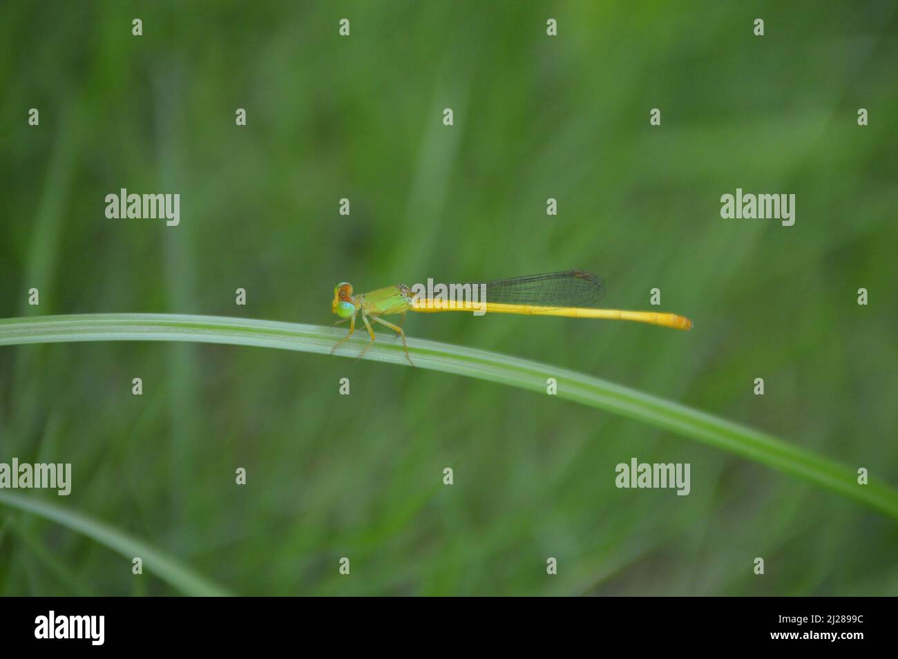 A selective focus of a dragonfly Stock Photo - Alamy
