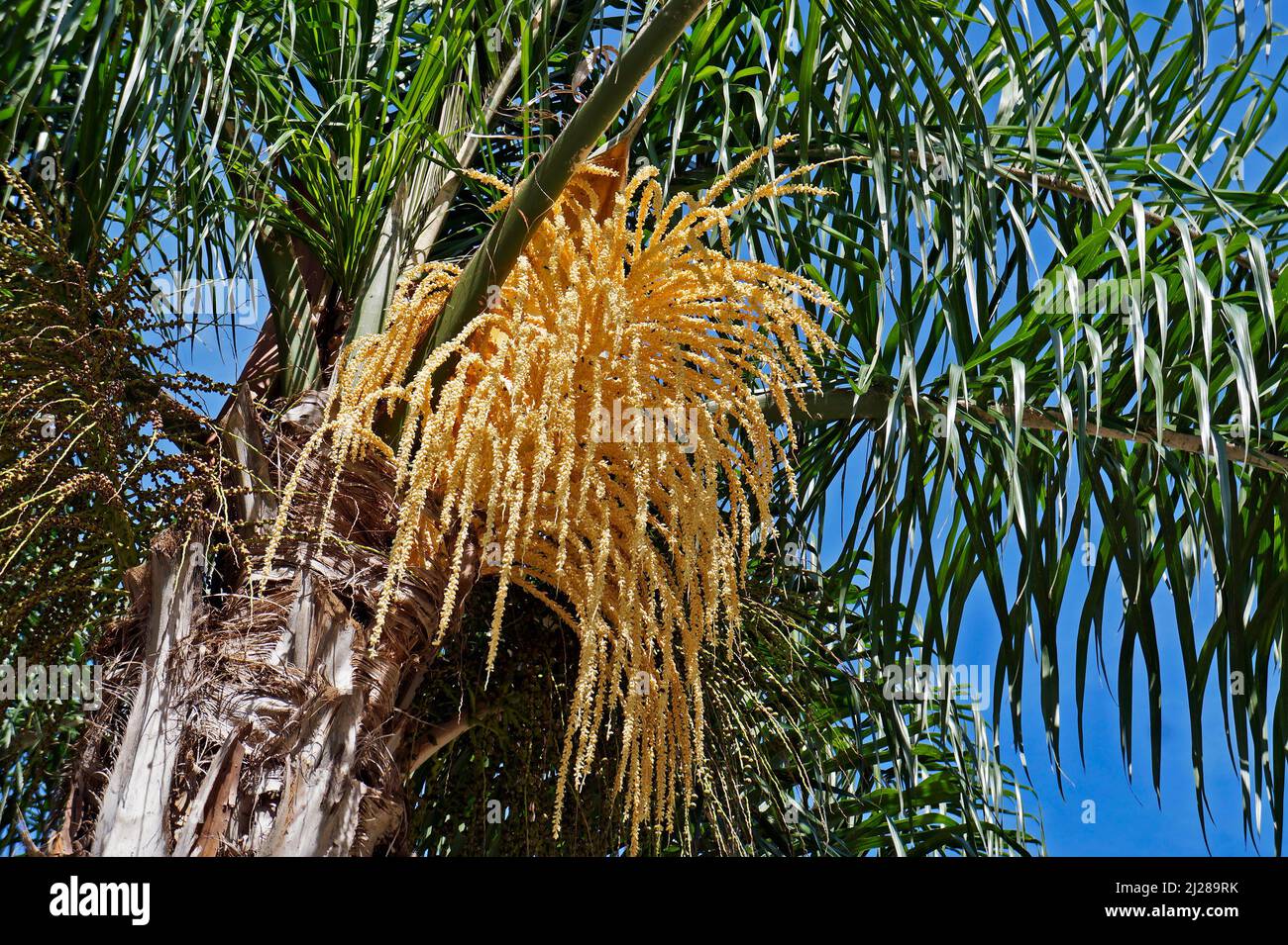 Queen palm tree flower buds (Syagrus romanzoffiana) Stock Photo
