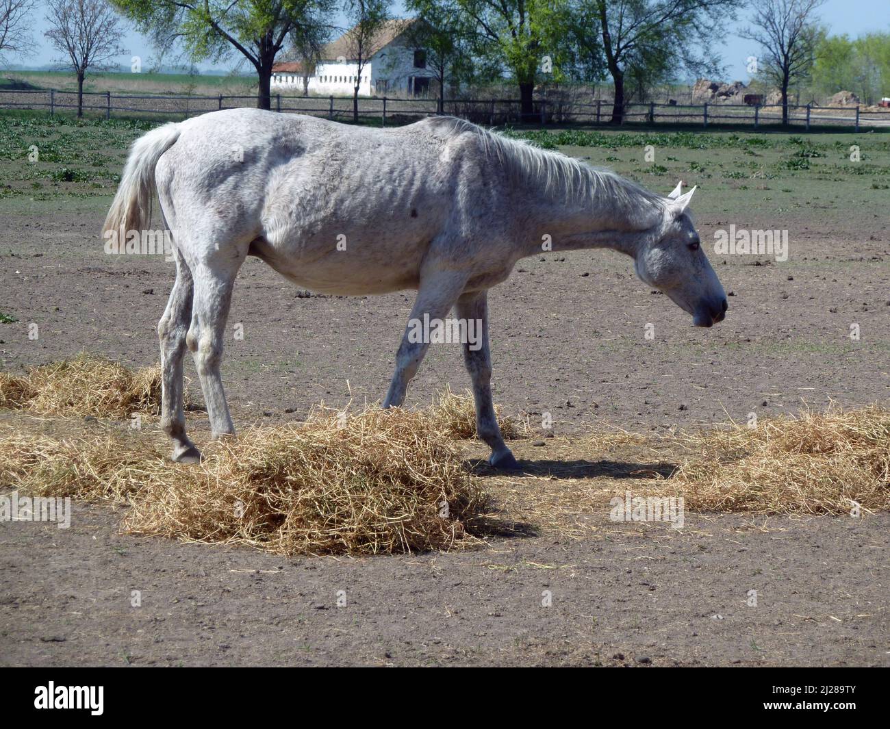 Skinny horse hires stock photography and images Alamy