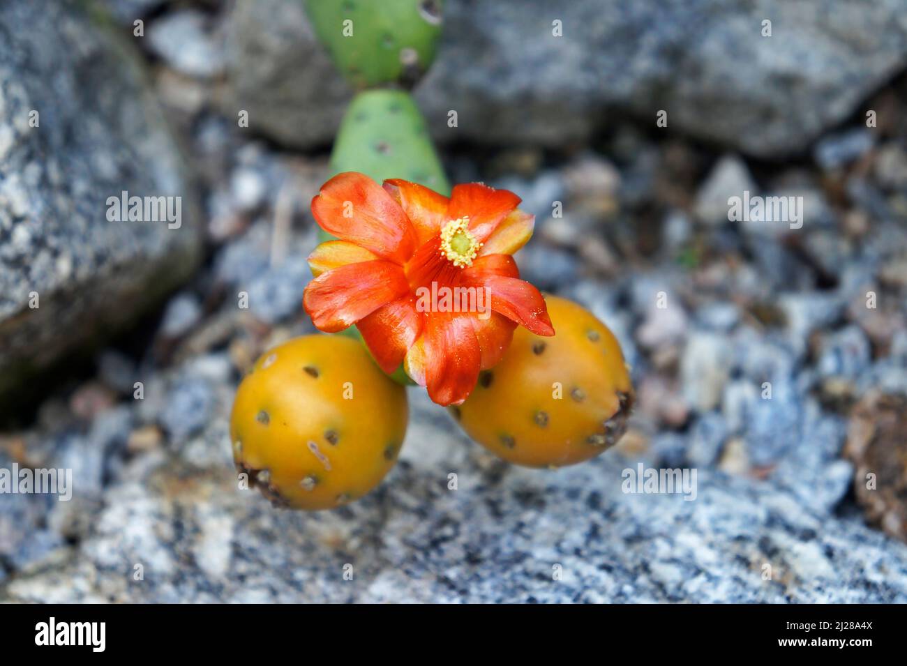 Orange cactus flower and fruits (Tacinga subcylindrica). Endemic species in Brazil Stock Photo