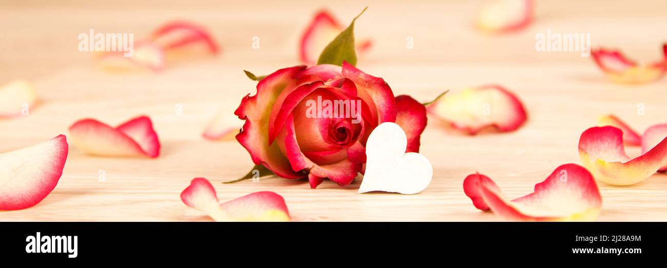 A panoramic shot of red rose with petals and small heart on wooden ...
