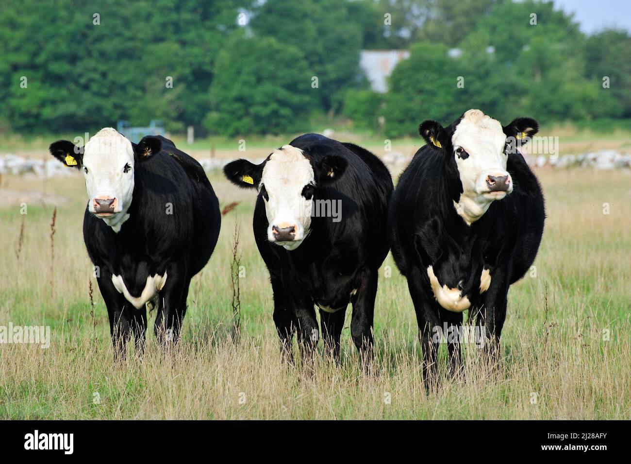 Three black cows with white faces Stock Photo Alamy