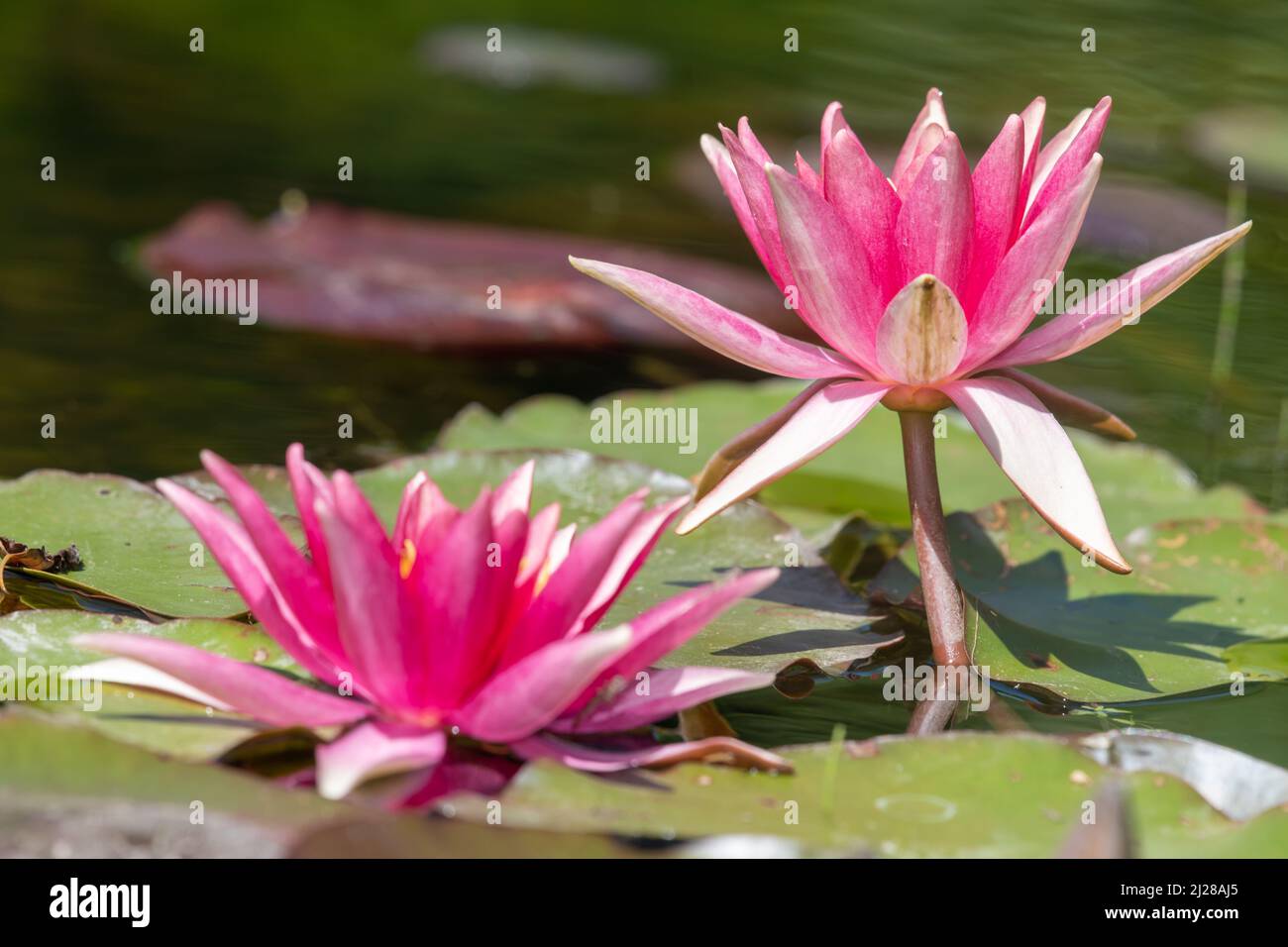 Close up of water lilies hi-res stock photography and images - Alamy