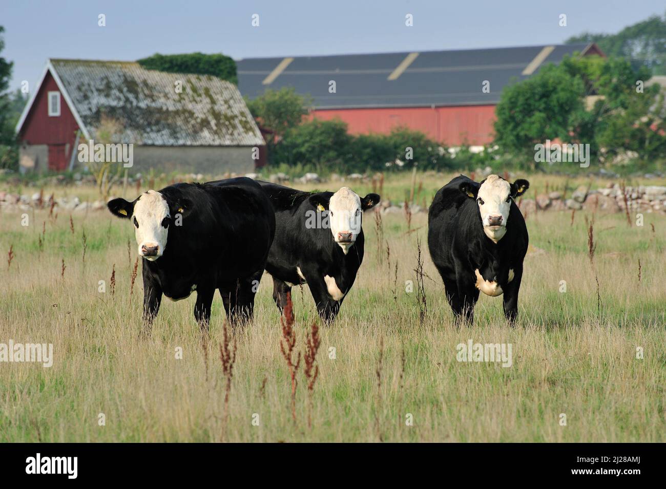 Three black cows with white faces Stock Photo Alamy