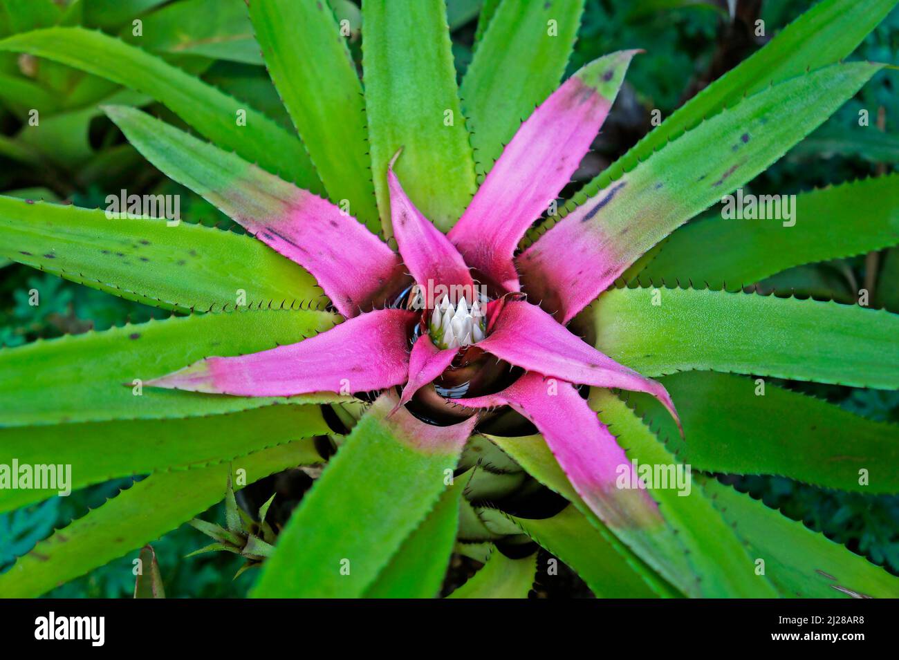 Bromeliad inflorescence (Neoregelia wurdackii or Hylaeaicum pendulum) on tropical rainforest Stock Photo