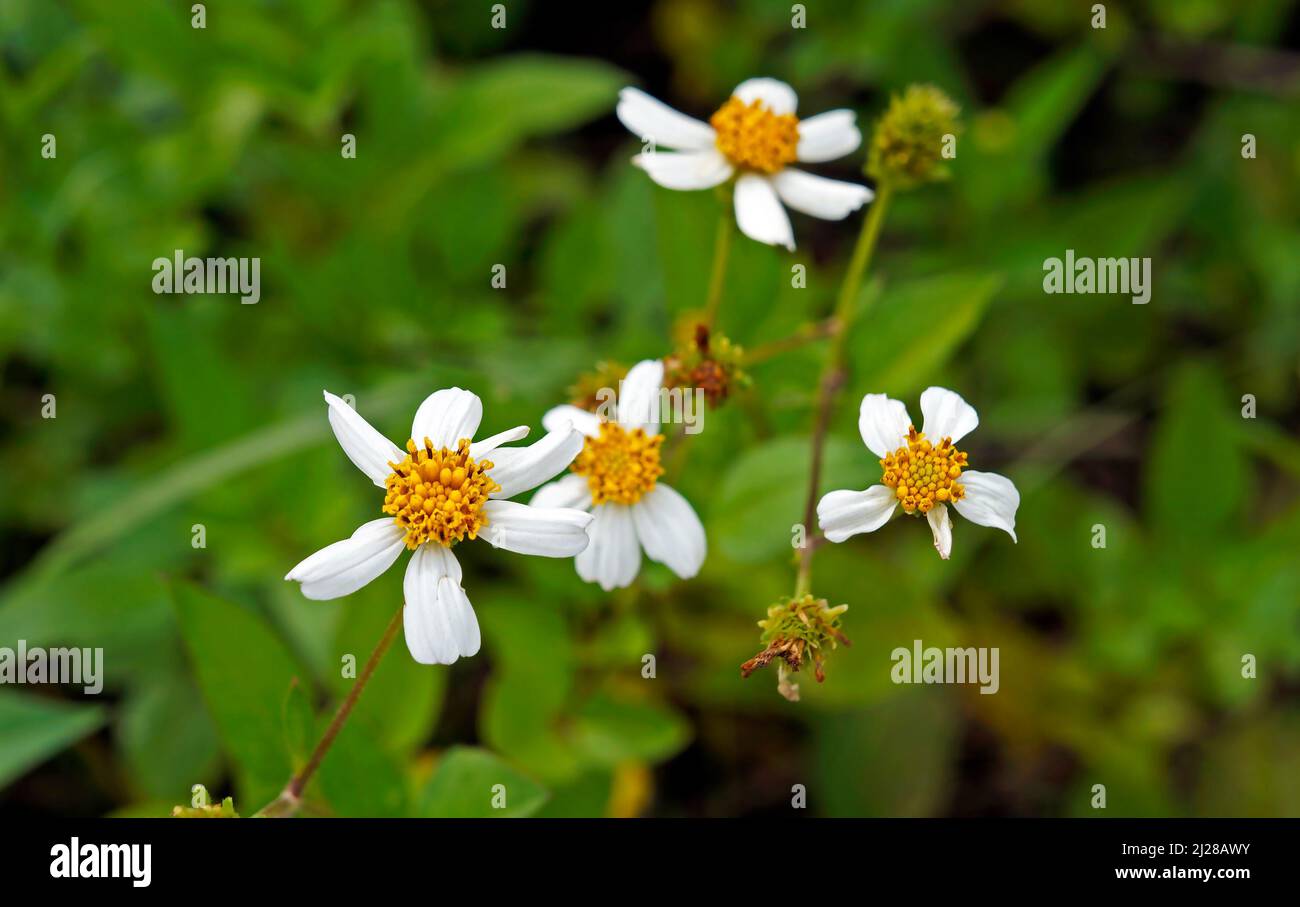 Spanish needle flowers (Bidens alba Stock Photo Alamy