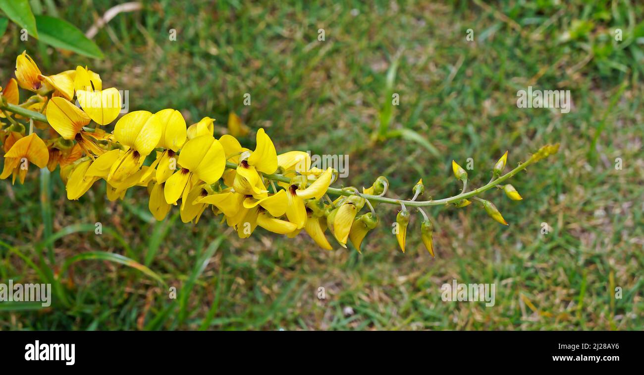 Wild yellow flower (Crotalaria spectabilis) Stock Photo