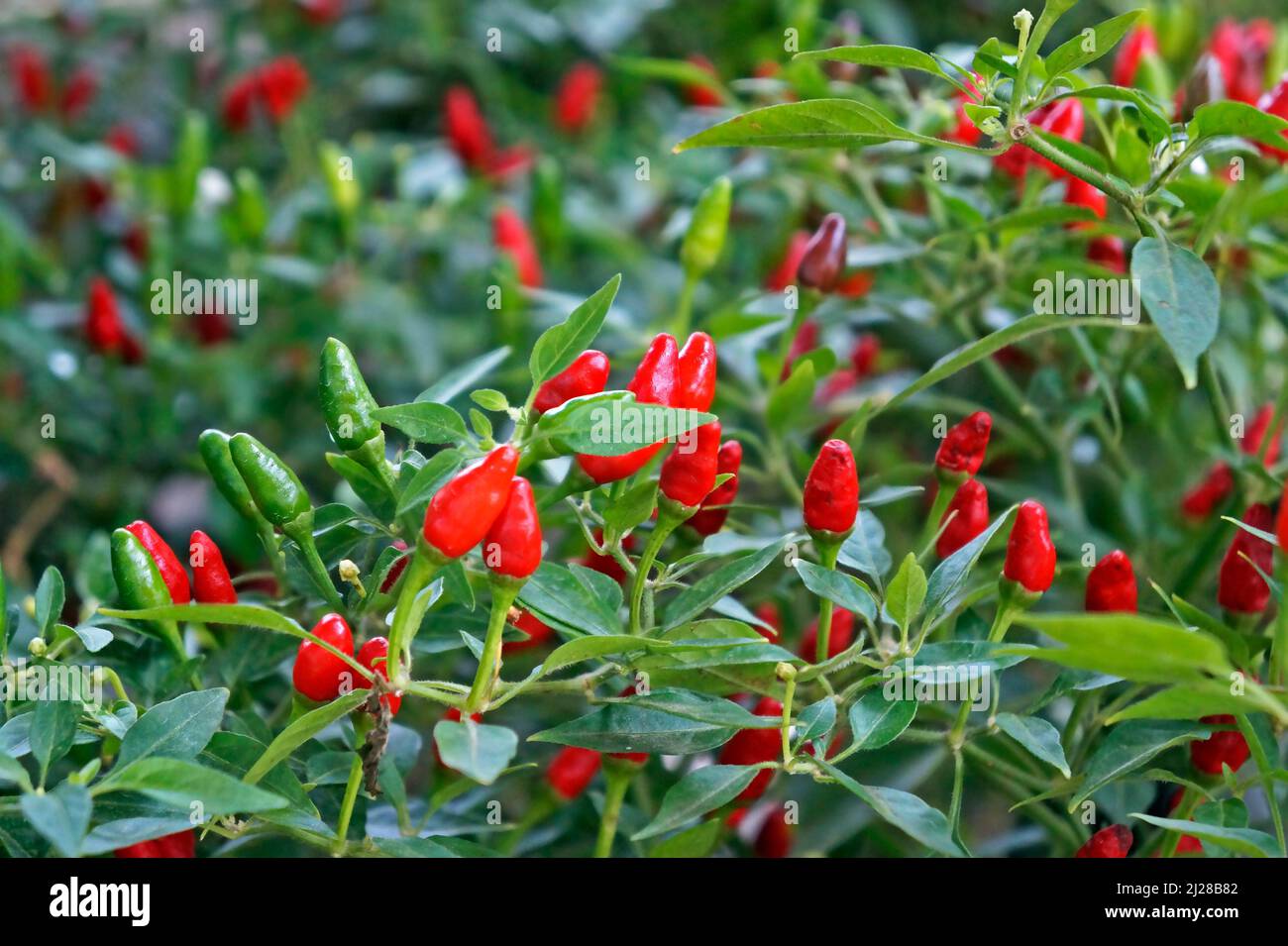 Red hot chili peppers on garden Stock Photo - Alamy